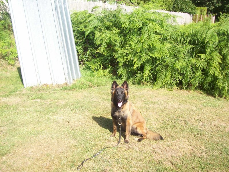 Centre Canin Cyno 23 - Pension canine - Dressage Chiens Centre Canin Cyno 23 - Pension canine - Dressage Chiens