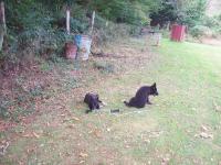chiot-sur-objet