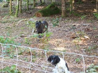 Centre Canin Cyno 23 - Pension canine - Dressage Chiens Centre Canin Cyno 23 - Pension canine - Dressage Chiens